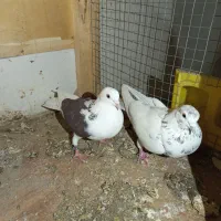 کفتر|پرنده|پاکدشت, پاکدشت (مامازند)|دیوار