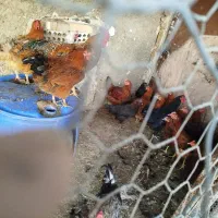 تعدادی مرغ و خروس واردک به فروش میرسد|حیوانات مزرعه|قرچک, پویینک|دیوار