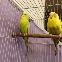 یک جفت مرغ عشق مولد