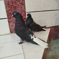 کبوتر سیاه|پرنده|فارسان, |دیوار