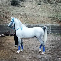 اسب و مادیون درجه یک