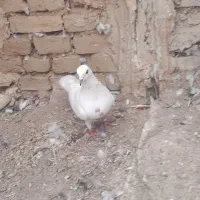 کبوتر