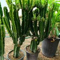 افوربیا سبز