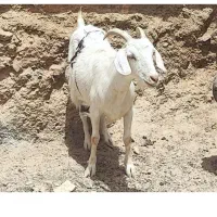 دو عدد بز سانن شیرا  30