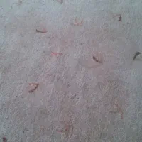 حدود 18 متر پالارموکت فروشی
