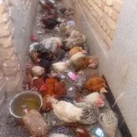 مرغ خروس رسمی گردن لختی  قیمت مناسب|حیوانات مزرعه|قم, یزدان‌شهر|دیوار