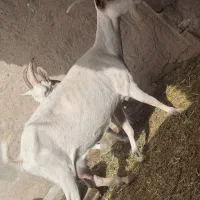 بز سانن شیری