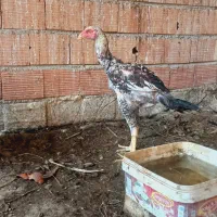 خروس لاری|حیوانات مزرعه|آق قلا, |دیوار