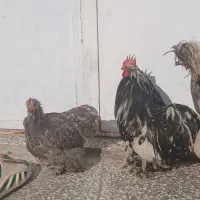 کوشین|پرنده|زارچ, |دیوار