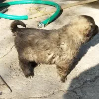 واگذاریسگسرابی|سگ|سراب, |دیوار