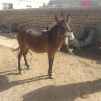 قاطر نر جوان|حیوانات مزرعه|رامند, |دیوار