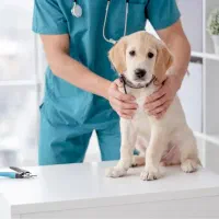 فرصت شغلی در کلینیک‌ حیوانات خانگی