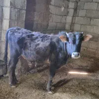 گوساله نر محلی