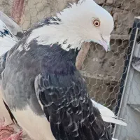 50تا کبوتر