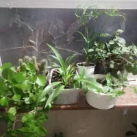 گل طبیعی|گل و گیاه طبیعی|یاسوج, |دیوار