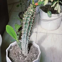 بونسای نخل ماداگاسکار کاکتوس بنسای