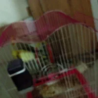 پرنده عروس هلندی|پرنده|کرج, حیدرآباد|دیوار