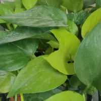 گل و گیاه طبیعی