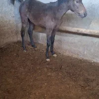 اسب مادیون ب همراه کره نر|اسب و تجهیزات اسبسواری|گلپایگان, |دیوار