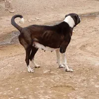 پژدر ماده ۳ ساله|سگ|پیر سلیمان, |دیوار