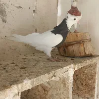 کبوتر|پرنده|کرخه, |دیوار