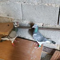 جفت پلاکی در حد