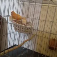 جفت قناری مولد باتخم