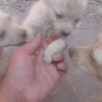 سه تا توله اشپیتز