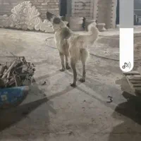 سرابی ۲ساله ماده|سگ|اندیمشک, |دیوار