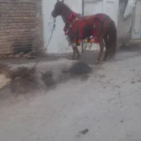 اسب نریان دوساله آرام ودرشت