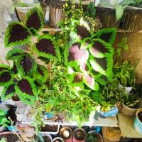 ارزونی|حراج|سرپل ذهاب, |دیوار