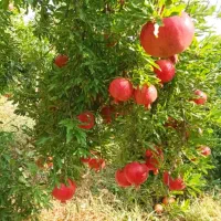 فروش انار درجه یک دان مشکی