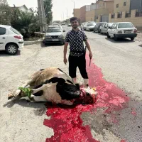 ذبح ،قصاب ،سلاخ دام سنگین گاو و گوساله شبانه روزی