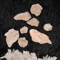 فسیل ،سنگ|کلکسیون اشیاء عتیقه|اندیشه, اندیشه فاز ۴|دیوار