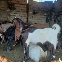 بزغاله نر اصل پاکستانی شاخ حلزونی
