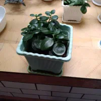 گل شاداب خونگی|گل و گیاه طبیعی|خرمآباد, |دیوار