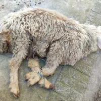 قصاب|خدمات پیشه و مهارت|گرگان, |دیوار