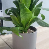 گلدان آپارتمانی