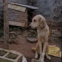 واگذاری عراقی