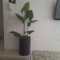 گل و گلدان