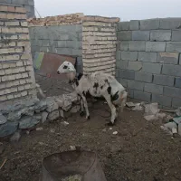 سلام شیشک دوچندان فروشی قیمت ۱۱۰ملیون