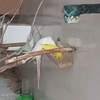 مرغ عشق ماده