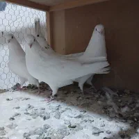 عشق