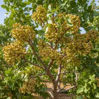 سرمایهگذاری با نهال بادام آذرشکوفه با سود بالا|خدمات باغبانی و درختکاری|سنندج, |دیوار