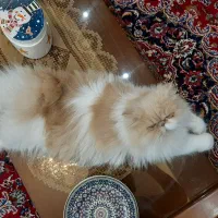 گربه پرشین بایکالر سوپر فلت|گربه|زنجان, |دیوار