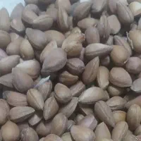 الوک بادام تلخ کوه