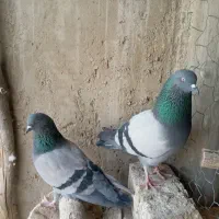 یک جفت کبوترسبز درجه یک