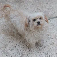 فروش زیباترین سگ دنیا