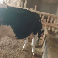گاوگوساله