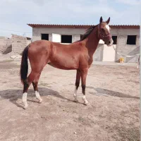 کره نریان ترکمن یک ساله